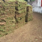 Plantação de gramados em curitiba